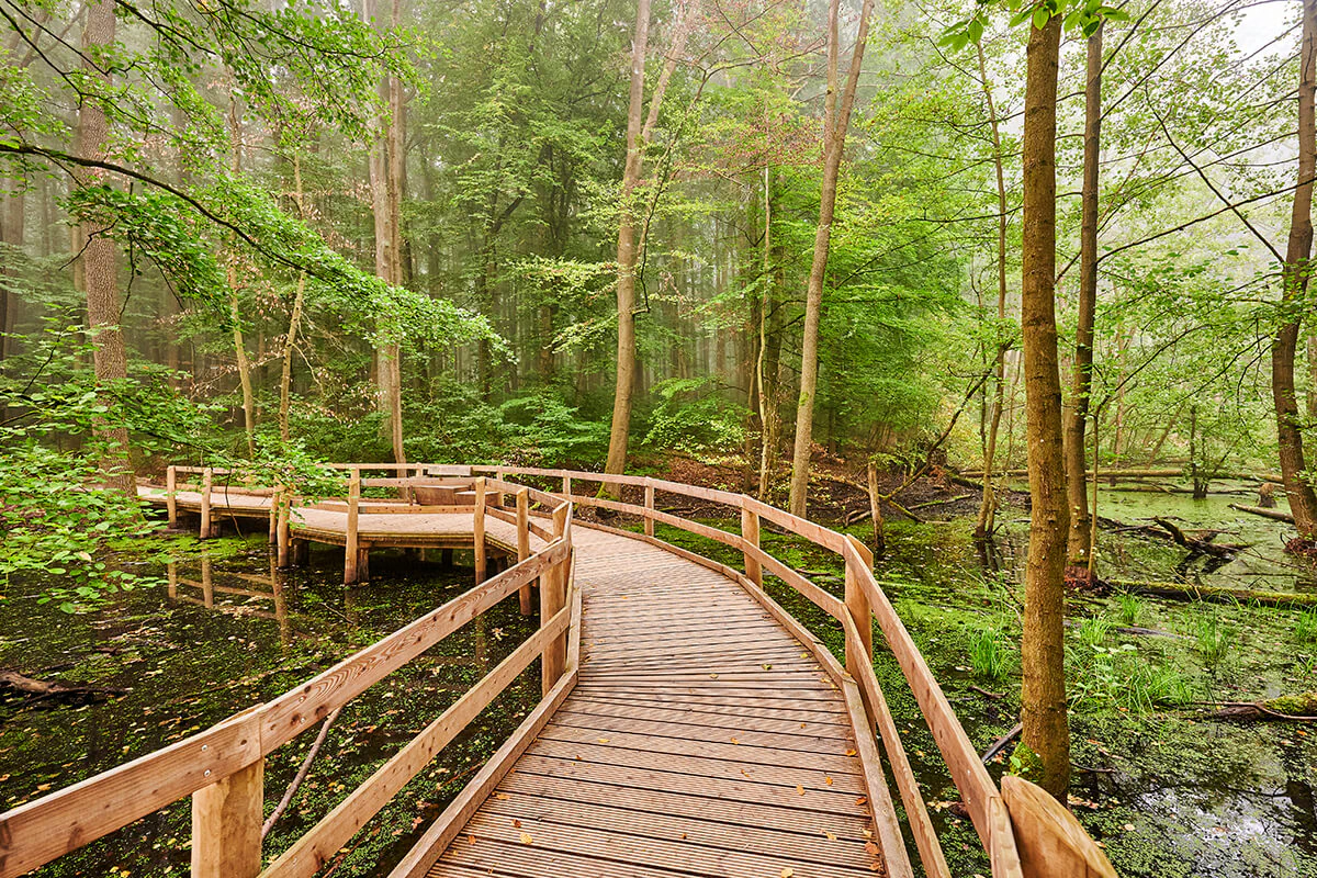 Urwald mitten in Thüringen – der Nationalpark Hainich.