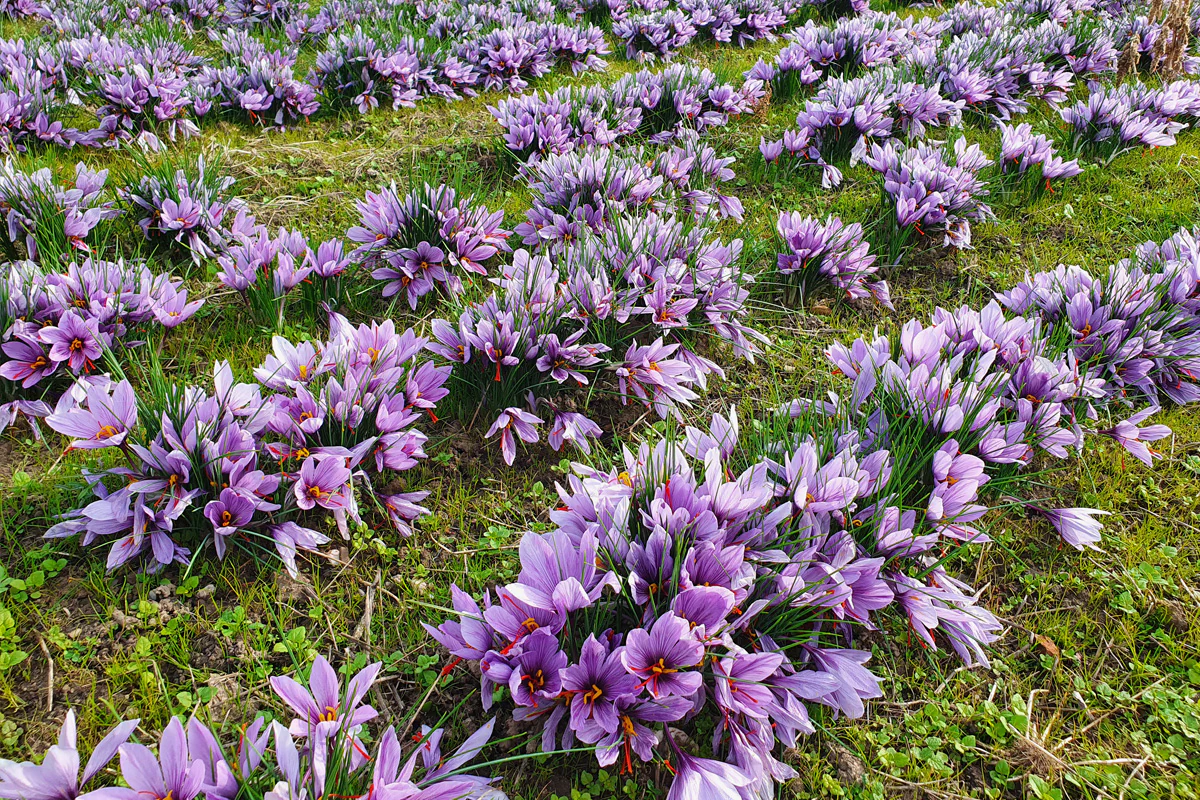Ein Feld mit Krokusblüten, die die wertvollen Safranfäden enthalten.